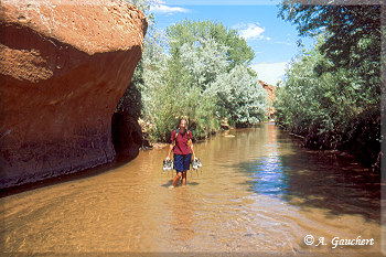 Durch den Escalante River